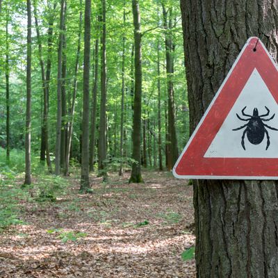 Új magyar eljárás segíthet kimutatni a Lyme-kórt