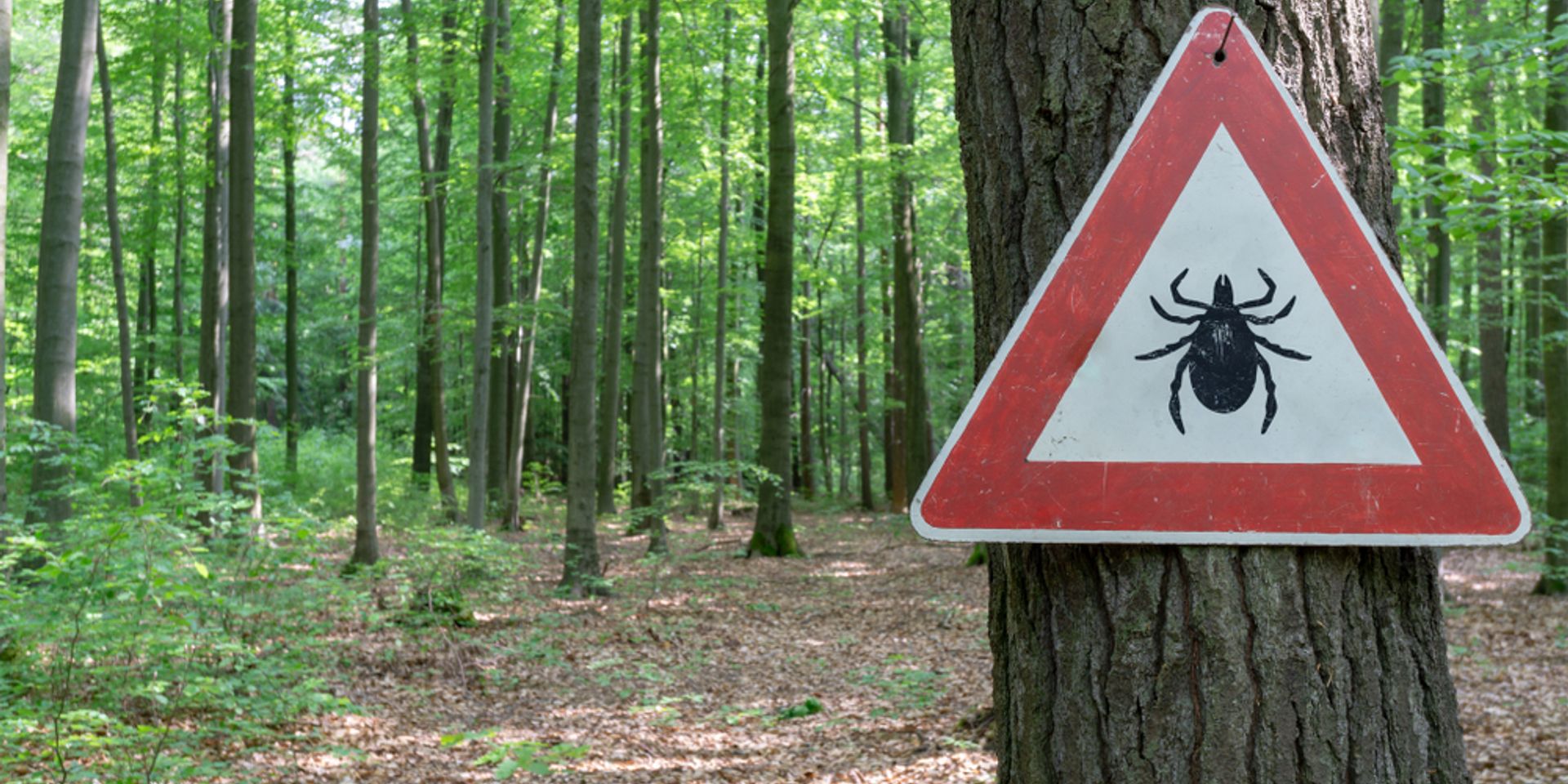 Új magyar eljárás segíthet kimutatni a Lyme-kórt